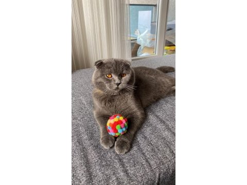 Scottish fold eş bulma ilanı