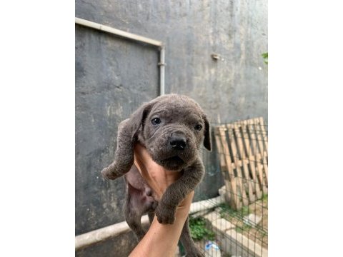 Dev cane corso yavrular