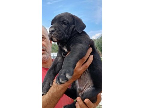 Cane corso safkan ırk garantili