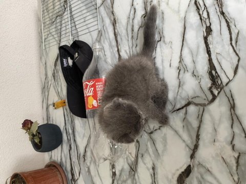 British shorthair yavru kedilerimiz