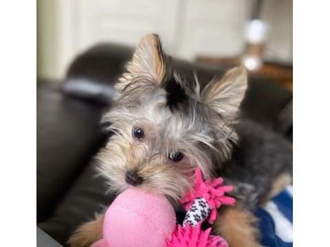 Çok sosyal birbirinden sevecen yorkshire terrier yavrular