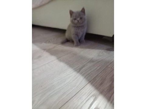 Lilac dişi british shorthair yavrular