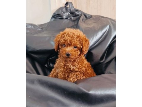 Tatlı poodle yavru 