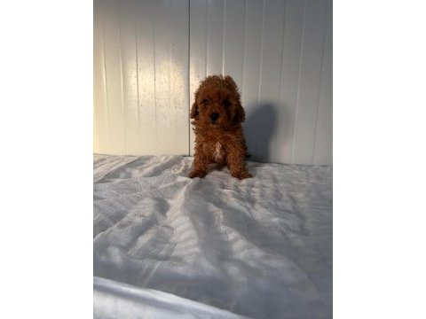 Dişi toy poodle minik tatlılık