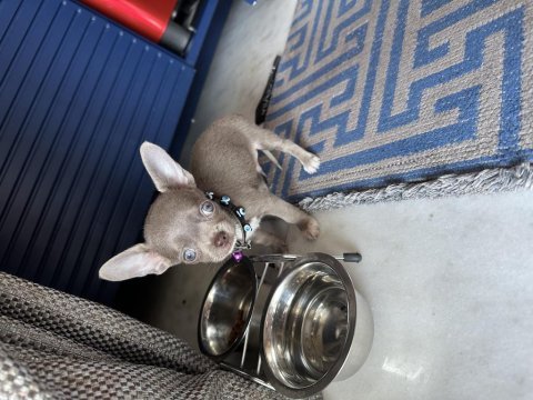 4 aylık chihuahua yavrumuz sahiplendirilecektir