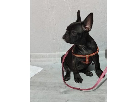 Fransız bulldog