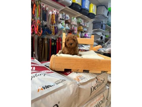 Red toy poodle