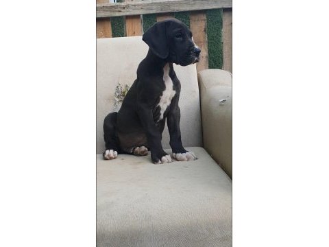 Great dane ( danua a secereli )