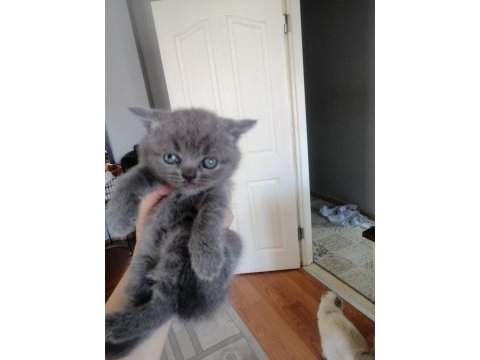 Scottish fold yavru antalya