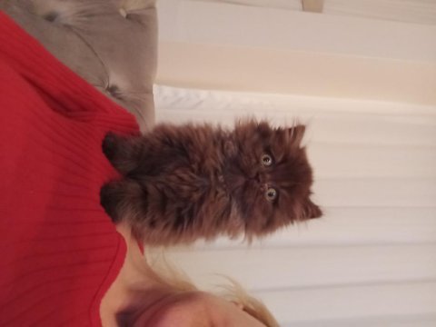British longhair cinnamon
