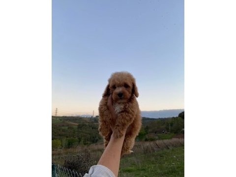 3,5 aylık maltipoo