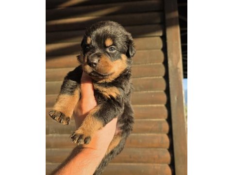 Premium rottweiler yavruları