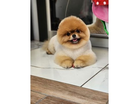 Gerçek ayı surat pomeranian boo türkiyenin enleri