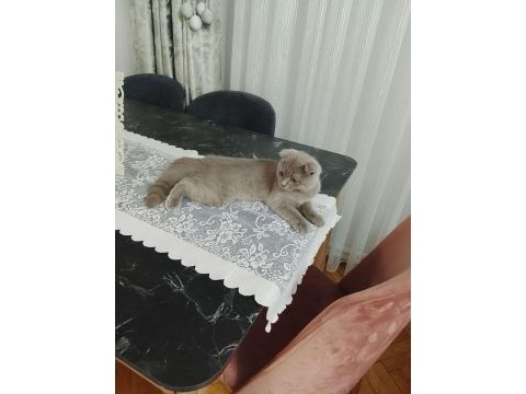 Scottish fold yavrusu