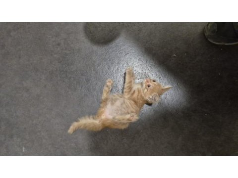 Minik bebek yuvasını arıyor