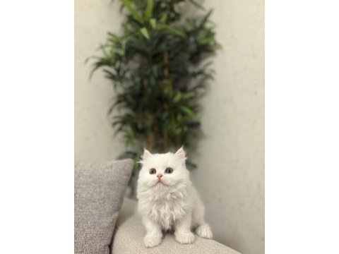Brıtısh longhaır yavrularım 