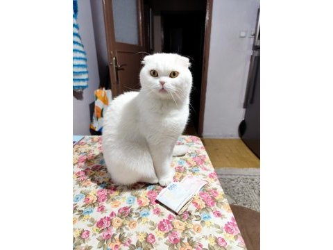 Sakin scottish fold prens