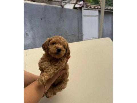Maltipoo yavrularımız