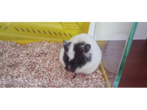 Gonzales hamster sahiplendirme