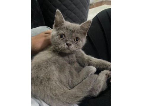 Lilac british shorthair 3 aylık