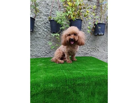 3 yaşında tecrübeli erkek toy poodle