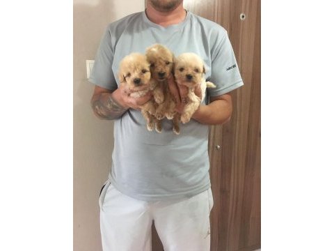 Mükemmel kalitede maltipoo yavrularımız