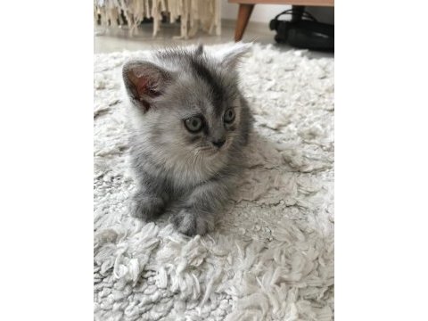 Bayram şekeri kedimiz