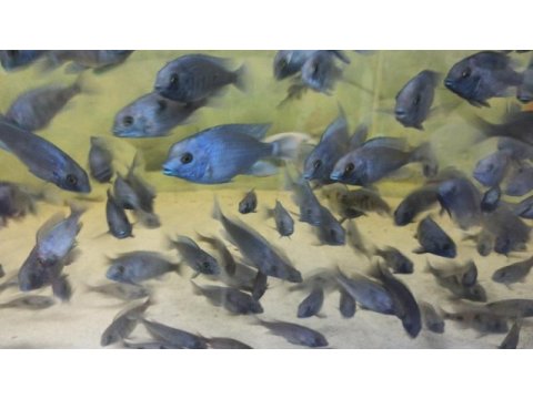 4 cm ile 10 cm arası kafalı yunus yavruları