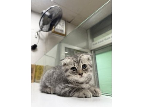 Ücretsiz sahiplendirme scottish fold
