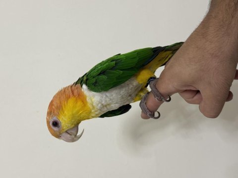Konuşan caique 81 ile gönderim mevcut