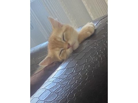British shorthair golden yavrusu