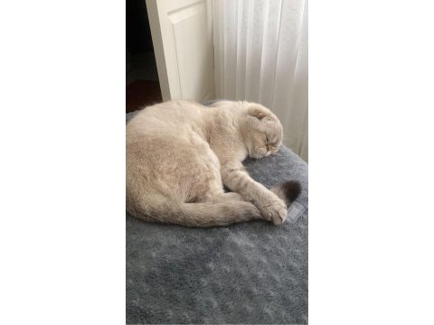 Scottish fold kedimiz