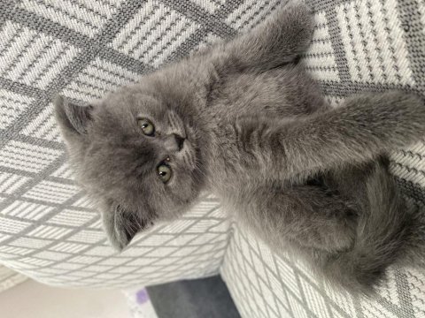 British shorthair kedimiz