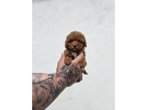 Bebek surat maltipoo yavrular