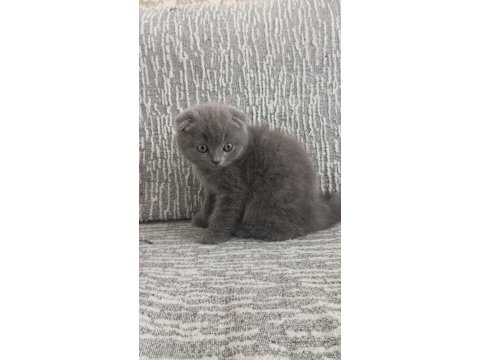 2 aylık eğitimleri tam güzel yavru british shorthair