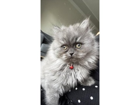 British longhair dişi kedimiz