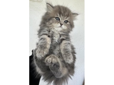 50 günlük british longhair
