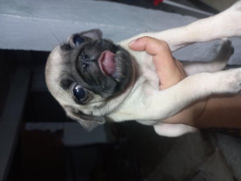 Pug bebekleri