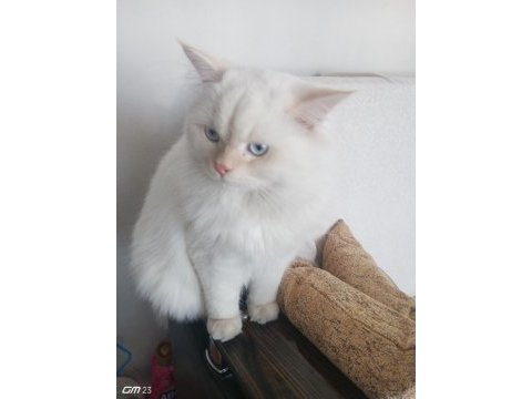 Chinchilla safkan