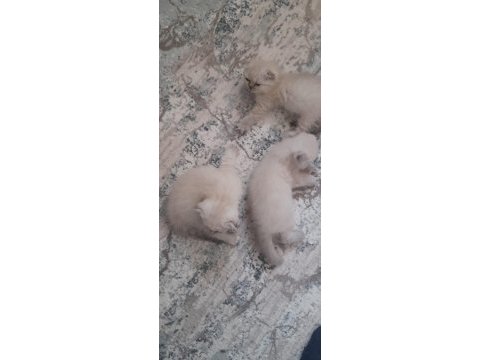 Son 2 yavru scottish fold erkek