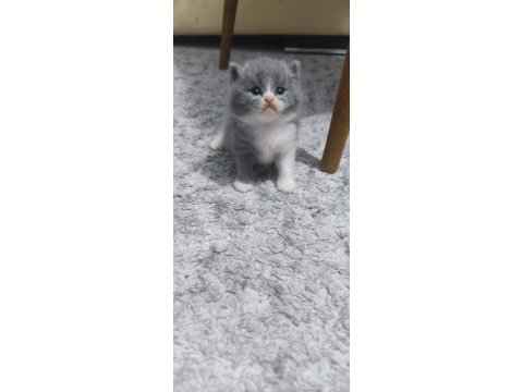 3 haftalık scottish fold yavrular
