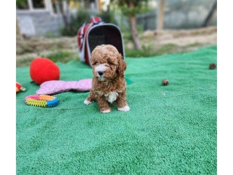 Ruhsatlı köpek çiftliğinden maltipoo yavrularımız 
