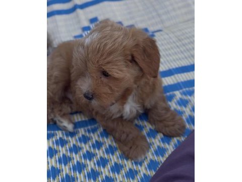 Poodle cins yavru köpeğimiz