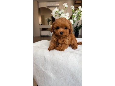 Kore teacup maltipoo