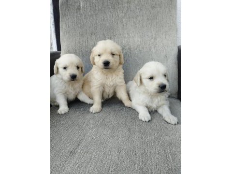 Golden bebekler