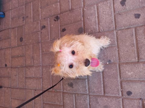 Mia ya yuva arıyoruz maltipoo