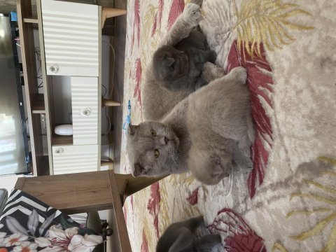 Scottish fold bebekler