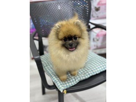 Ayı surat pomeranian boo