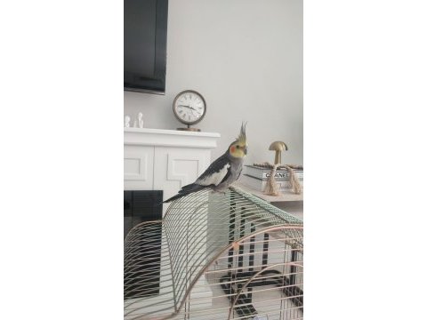 2 aylık şeker gibi sultan papağanı daha bebek