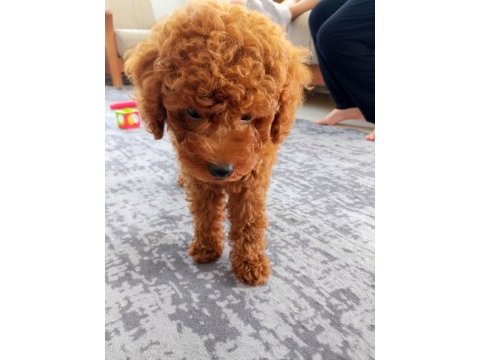 3 aylık toy poodle
